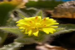 Nanothamnus sericeus